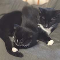 Thumbnail photo of Bella #2