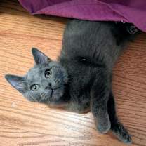 Thumbnail photo of Mocha #1