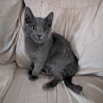 Thumbnail photo of Mocha #2