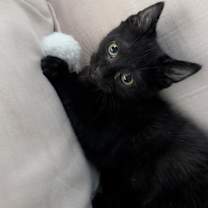 Thumbnail photo of Bean #1