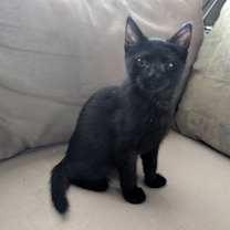 Thumbnail photo of Bean #3