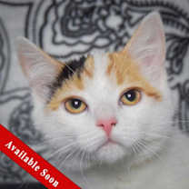 Thumbnail photo of Cider #1