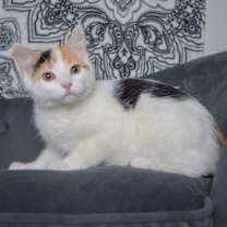 Thumbnail photo of Cider #2