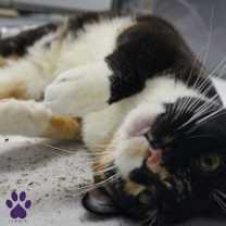 Thumbnail photo of Monroe #3