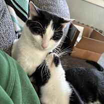 Thumbnail photo of Pippen #3