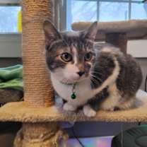 Thumbnail photo of Morrigan #1