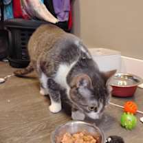 Thumbnail photo of Morrigan #2