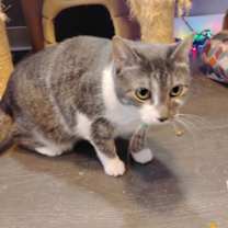 Thumbnail photo of Morrigan #3