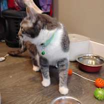 Thumbnail photo of Morrigan #4