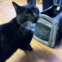 Thumbnail photo of Snowball #4