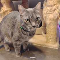 Thumbnail photo of Devereaux #1