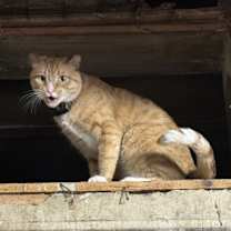 Thumbnail photo of Gregor #2