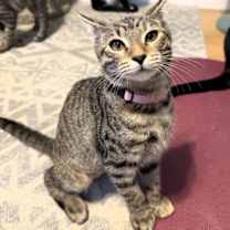 Thumbnail photo of Fajita #4