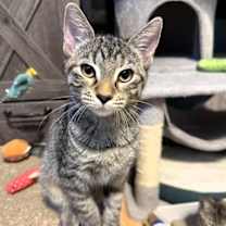 Thumbnail photo of Enchilada #3