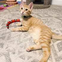 Thumbnail photo of Taco #4