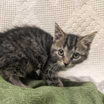 Thumbnail photo of Cascavel #2