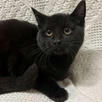 Thumbnail photo of Popcorn #3