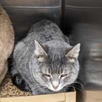 Thumbnail photo of Dancer #2