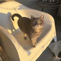 Thumbnail photo of Chester ( Bonded with Jazz) #1