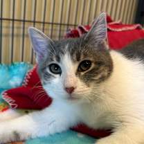 Thumbnail photo of Summit  #1