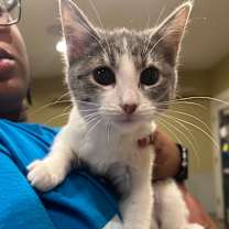 Thumbnail photo of Summit  #2