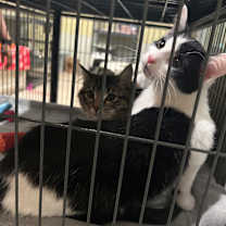 Thumbnail photo of Zoomie #2