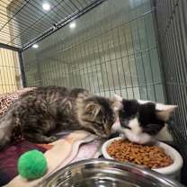 Thumbnail photo of Barcode #3