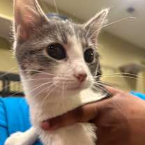 Thumbnail photo of Summit  #3