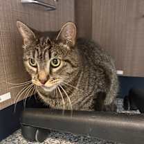 Thumbnail photo of Kringle #2