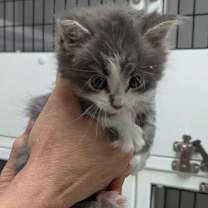 Thumbnail photo of Jasper #1