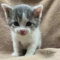 Thumbnail photo of Munchkin #2