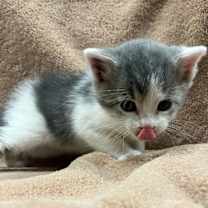 Thumbnail photo of Munchkin #3