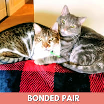 Thumbnail photo of Blue #4