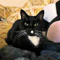 Thumbnail photo of Luna  #1