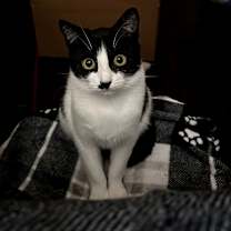 Thumbnail photo of Checkers #3