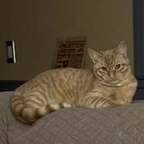 Thumbnail photo of Biscuit #4