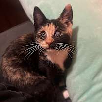 Thumbnail photo of Tortuga #3