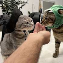 Thumbnail photo of Jazz (Bonded with Chester) #1