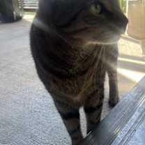 Thumbnail photo of Jazz (Bonded with Chester) #3