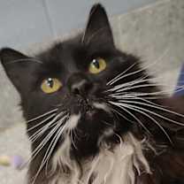 Thumbnail photo of Squirrel #1