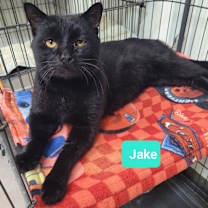 Thumbnail photo of Jake #2