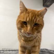 Thumbnail photo of Garfield #3