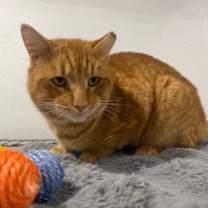 Thumbnail photo of Garfield #4