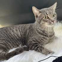 Thumbnail photo of TIGGER #2