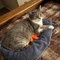 Thumbnail photo of Gracie #2