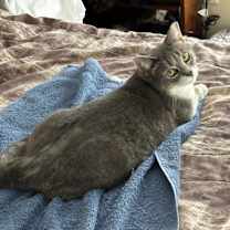 Thumbnail photo of Gracie #3