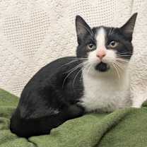 Thumbnail photo of Honeynut Squash #1