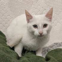 Thumbnail photo of Butternut Squash #2