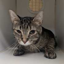 Thumbnail photo of Heriome #2