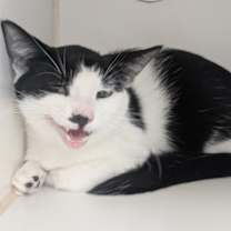 Thumbnail photo of Dumpling #2